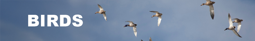 birds-header  birds-header