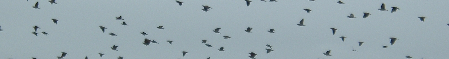 wings duck in sky