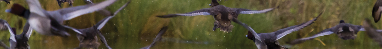 wings blog