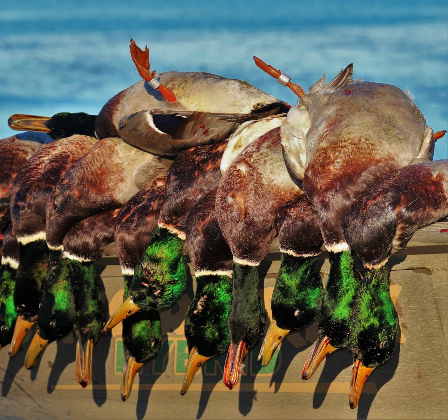 Duck & Goose Hunting Alberta, Canada Wings Inc.