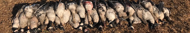 geese hunt trophies geese hunt trophies