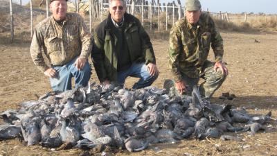 argentina dove hunt