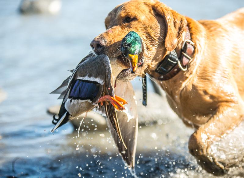wings duck trophy dog
