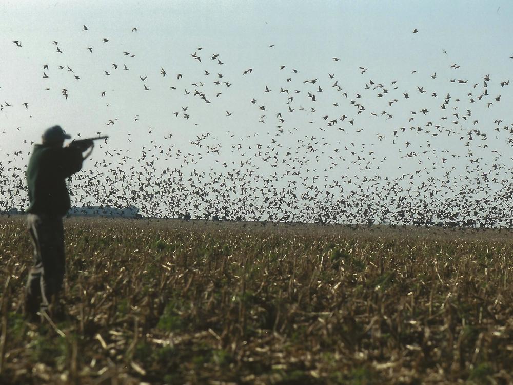 salta argentina dove hunt tons of birds