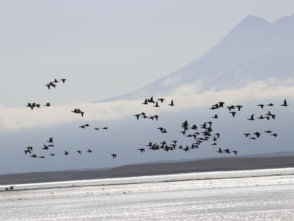 alaska landscape with birds