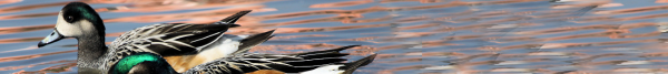 chilean widgeon duck hunting wings chilean widgeon duck hunting wings