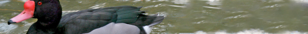 rosy billed pochard wings duck rosy billed pochard wings duck