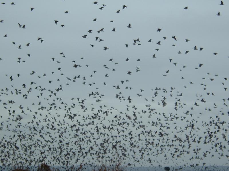 wings hunt ducks in air