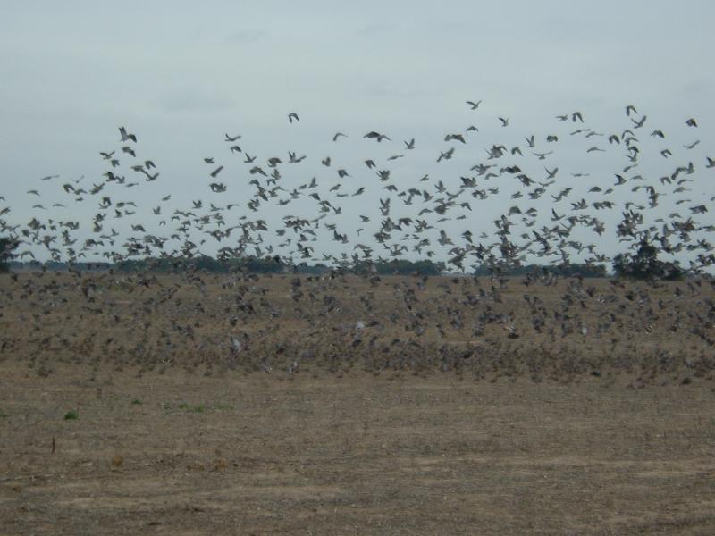 wings hunt ducks in air