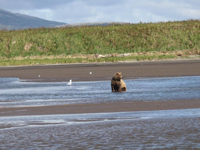 wings in alaska bear