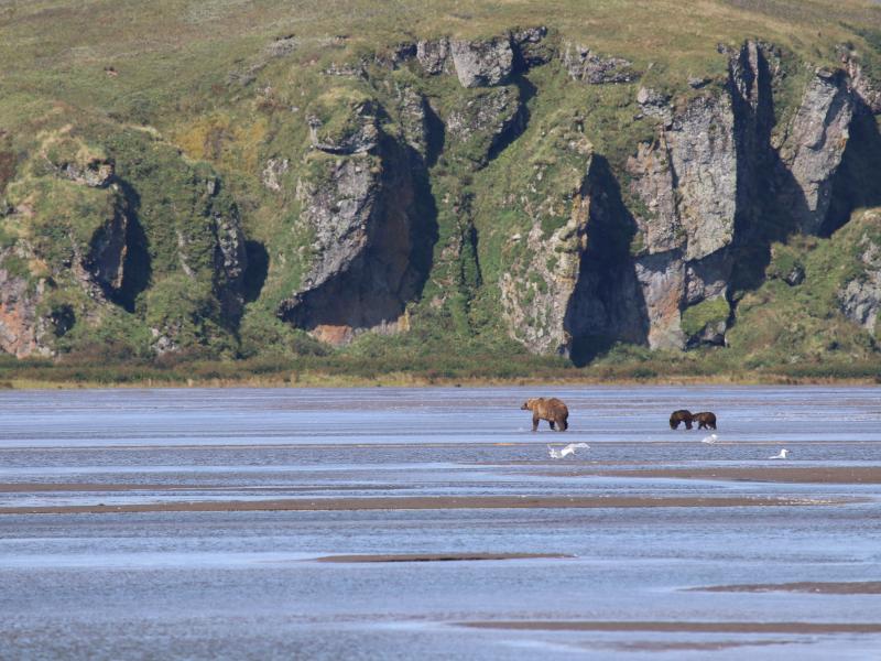 wings in alaska bears