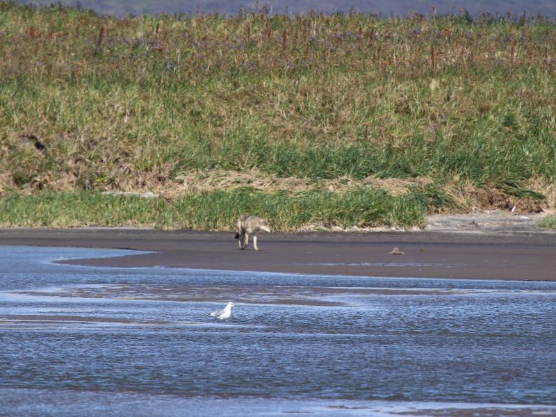 wings in alaska bear