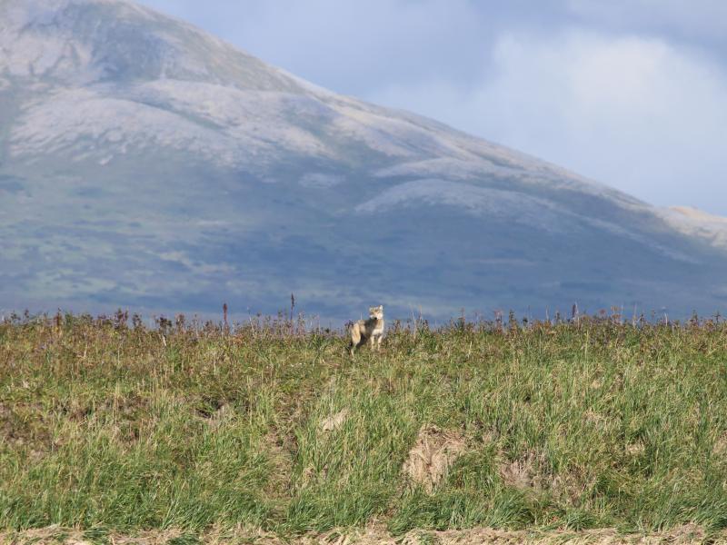 wings in alaska wolf