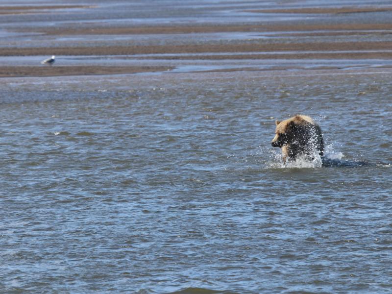 wings in alaska bear with fish in mouth