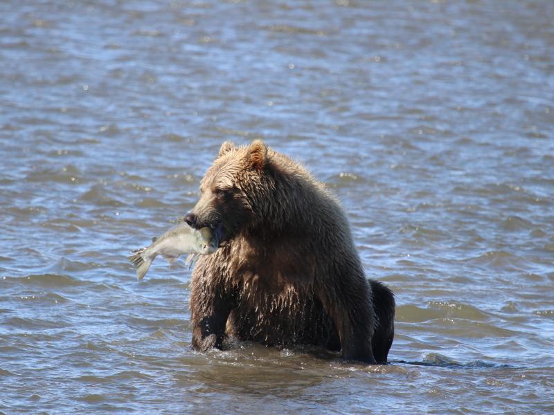 wings in alaska bear with fish in mouth