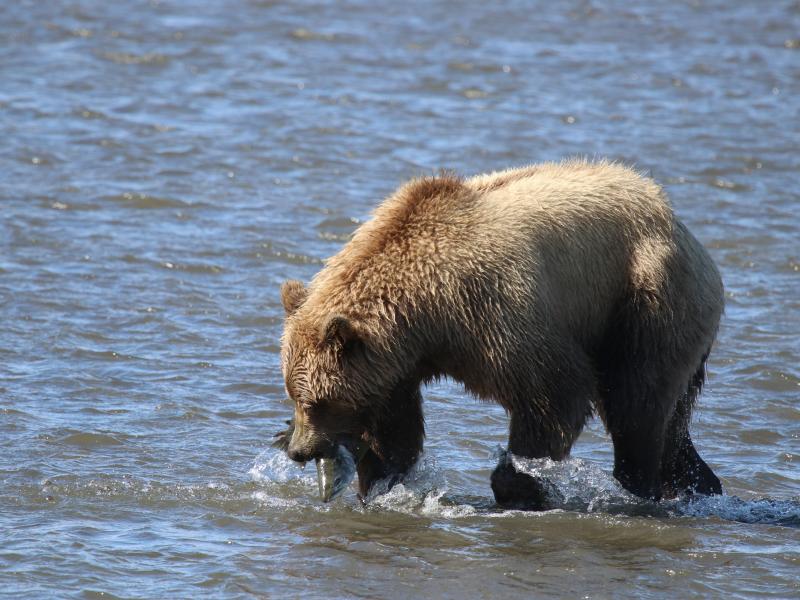 wings in alaska bear with fish in mouth
