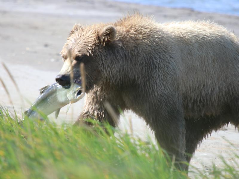 wings in alaska bear with fish in mouth