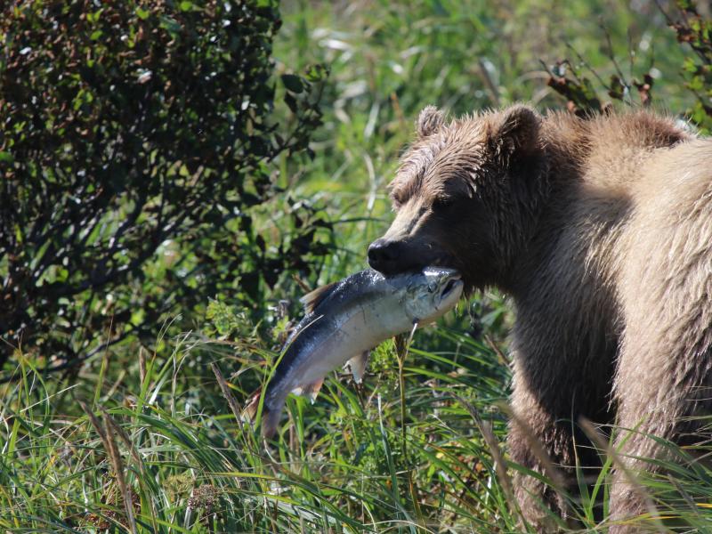 wings in alaska bear with fish in mouth