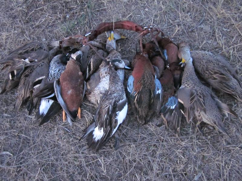 wings argentina duck trophies