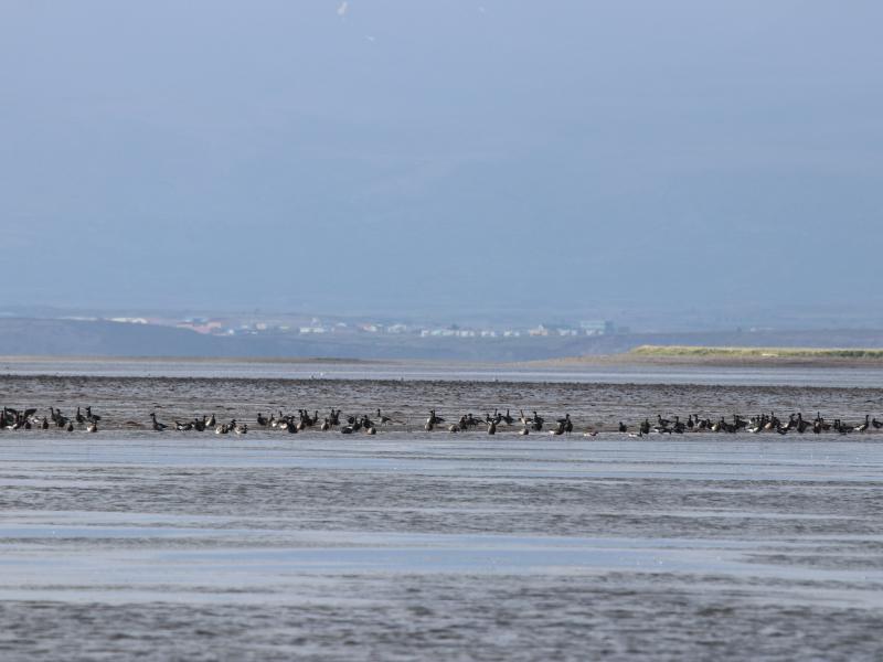 wings in alaska ducks on water