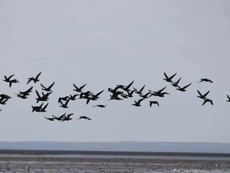 wings in alaska ducks in air