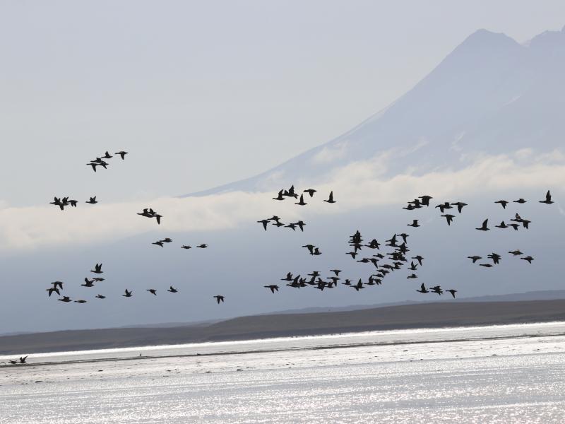 wings in alaska ducks in air