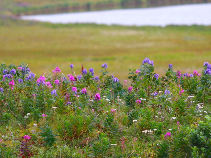 wings in alaska spring flowers