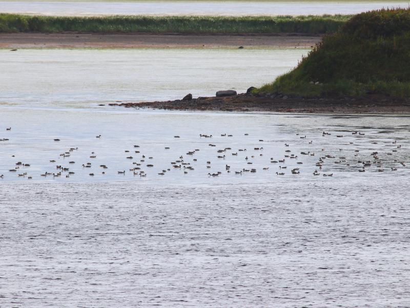 wings in alaska ducks on water