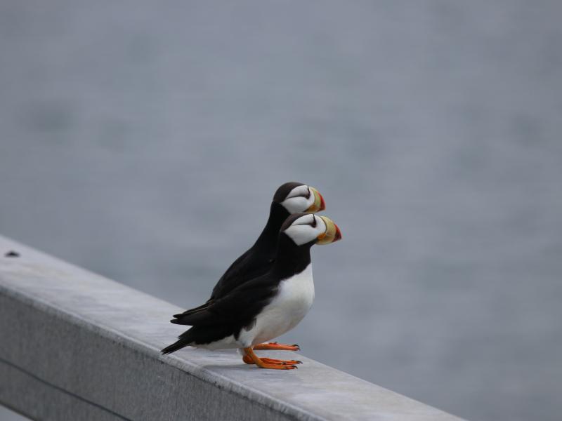 wings in alaska two poffins