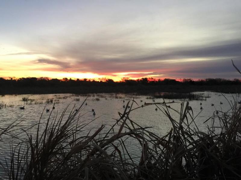 wings mexico ducks on water against sunset