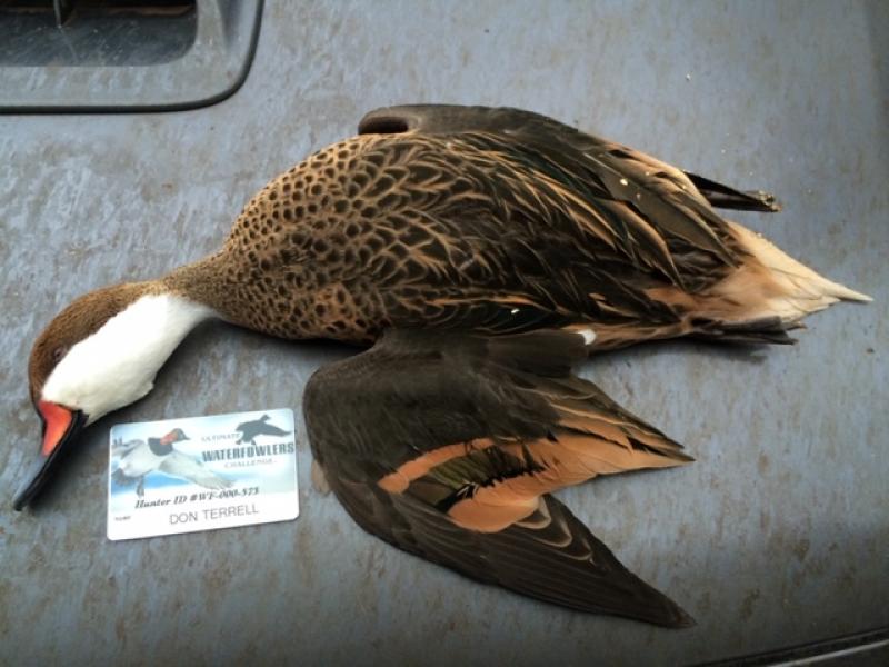 Wings Argentina duck trophy