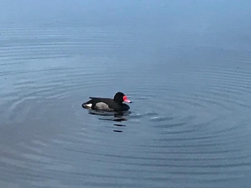 Wings Argentina hunting Rosybilled Pochard