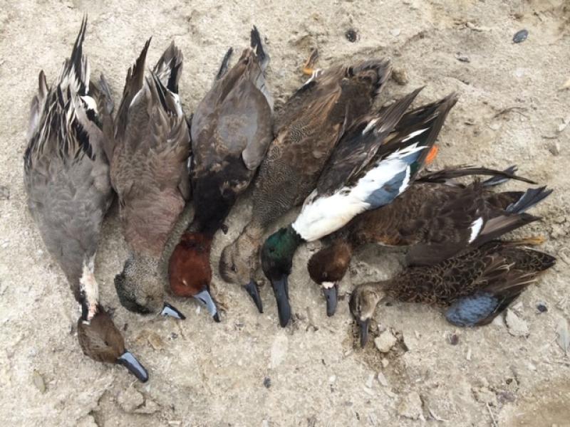 Wings LaFinca Mexico bird trophies 2