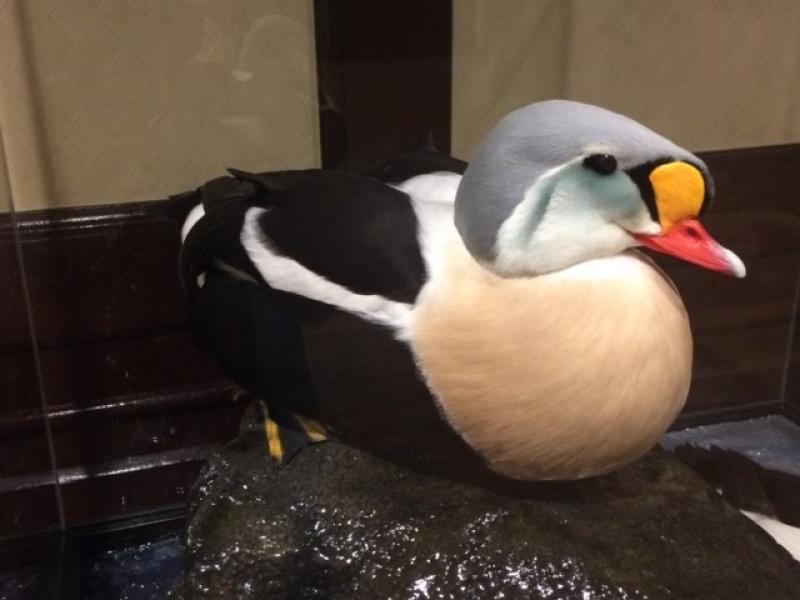 Wings Alaska Trophy Bird