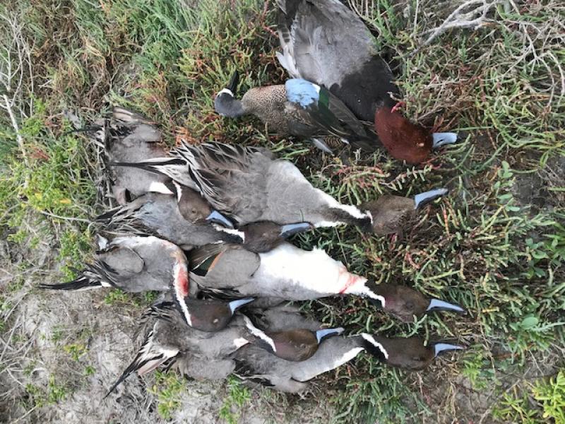 Wings LaFinca Mexico bird trophy