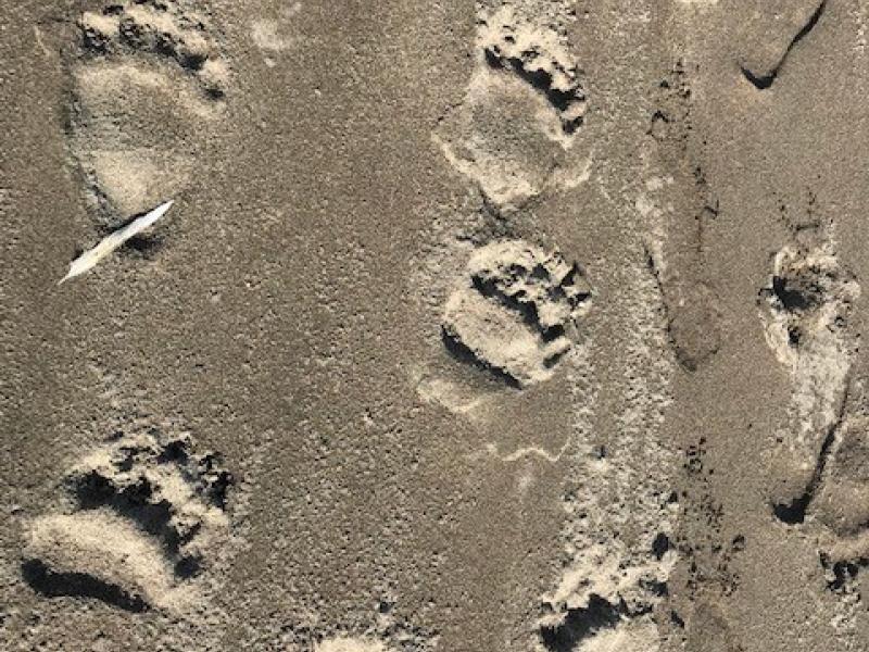 Wings Alaska Bear Prints