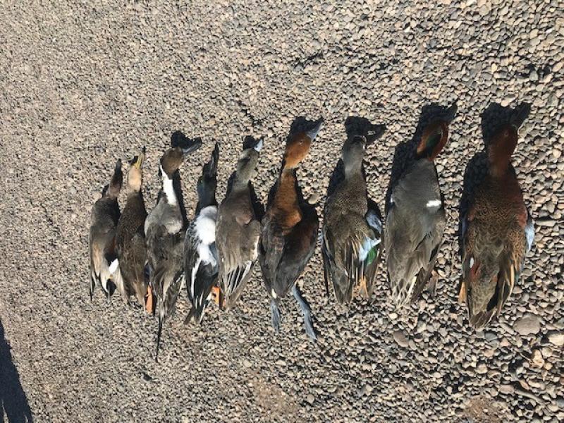 Wings Mexico Bird Trophies