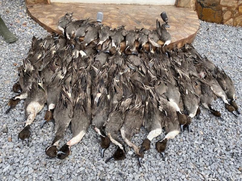 wings ducks trophies