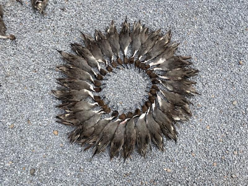 duck trophies arranged in circle